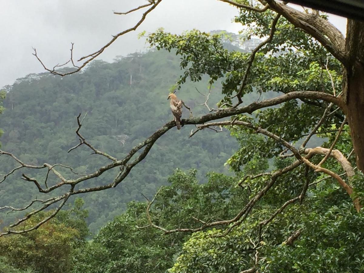 Rohana Estate Lodging & Camping Kandy Esterno foto