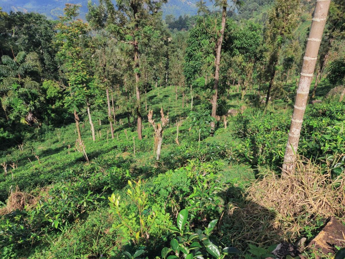 Rohana Estate Lodging & Camping Kandy Esterno foto