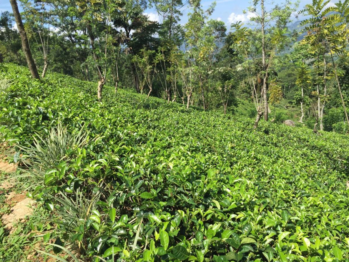Rohana Estate Lodging & Camping Kandy Esterno foto