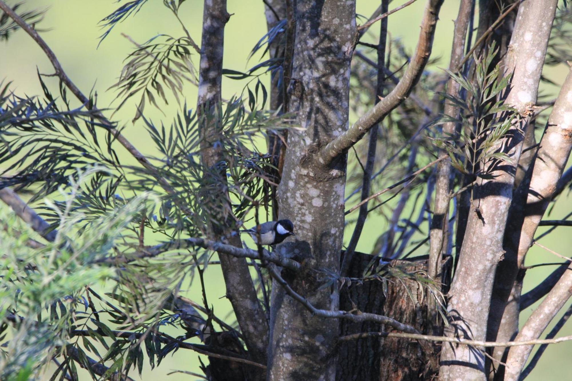 Rohana Estate Lodging & Camping Kandy Esterno foto